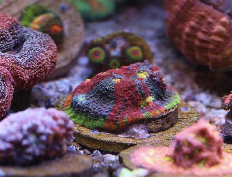 Cherry corals - Lighting & Flow Requirements: The Sonic Cherry Stylocoeniella coral requires moderate to high water flow and moderate to bright lighting (PAR 300-450) to maintain its color. T5's, Metal Halides, or LED's can all grow Red Stylocoeniella when the proper PAR levels are provided. We recommend a 14-20K color spectrum for best coloration.